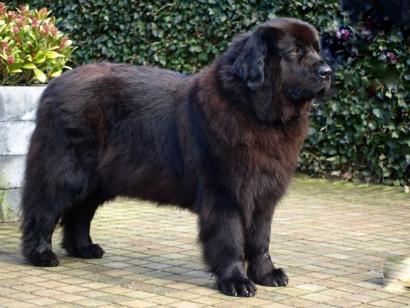 T Coco Chanel v.h. Turfveld (22-11-2006)